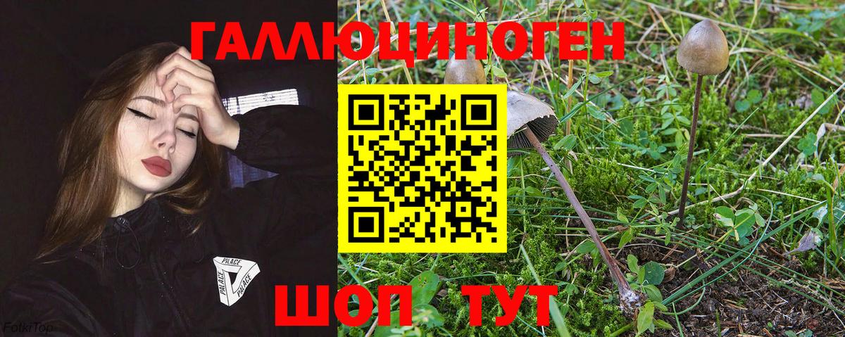 Псилоцибиновые грибы прущие грибы Майкоп
